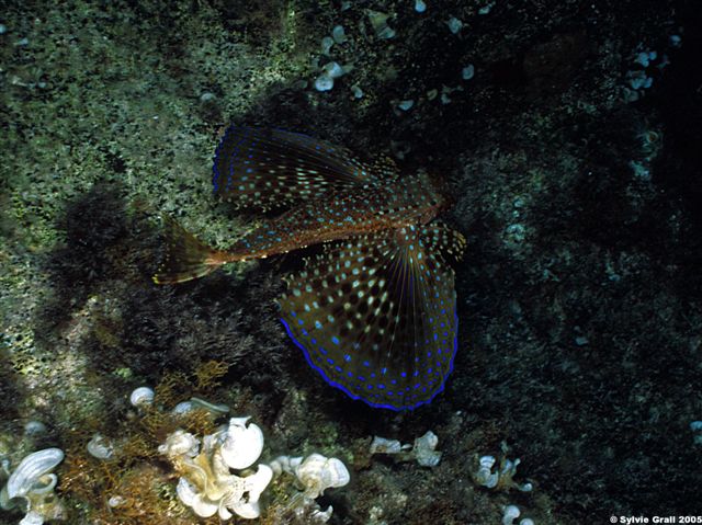 Dactylopterus volitans2